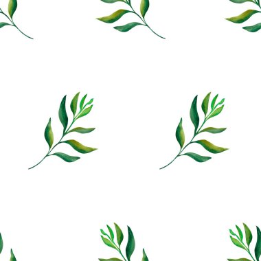 Botanik yaprağı. Şeffaf bir arka planda suluboya ile boyanmış basit, pürüzsüz bir bitki deseni. Tasarımın için..