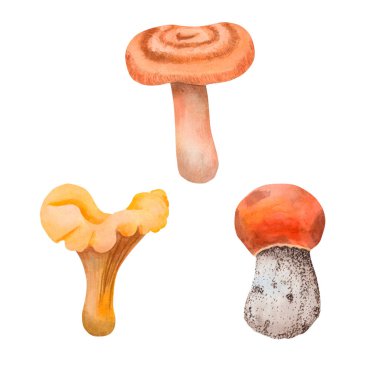 Set of edible mushrooms. Watercolor forest mushrooms aspen mushroom, russula, saffron milk cap and chanterelle mushroom. Hand drawn for your design. clipart