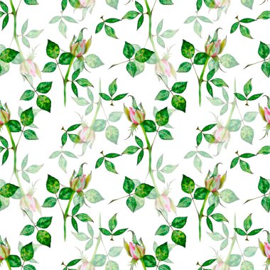 Güller. Parlak pembe güllerin suluboya deseni. Çiçeklerin botanik çizimi. Beyaz arkaplanda desen.