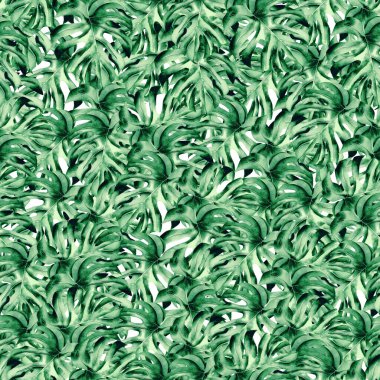 Canavarın suluboya çizimi. Botanik desensiz yeşil bitki yaprakları, elle çizilmiş. Yeşil renkli ev bitkisi, izole edilmiş arka planda. Fotoğraf duvar kâğıdı çizimi, hatıra defteri.