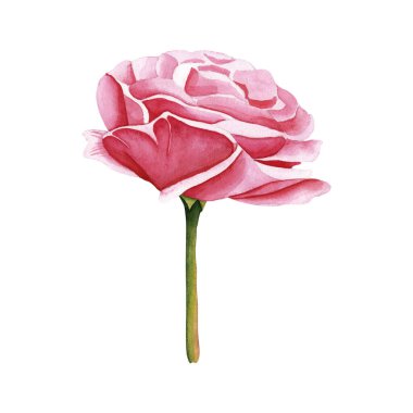 Suluboya botanik çiçeği. Bahçe pembe gülü. Gerçekçi illüstrasyon. El, botanik tarzında çizilmiş. Tasarımın için resim.