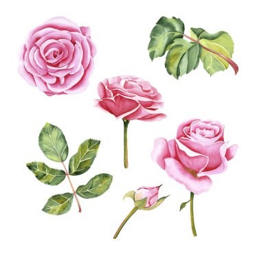 Yapraklı suluboya botanik çiçekleri. Bahçe gülü, tomurcuk ve yapraklar. Gerçekçi illüstrasyon. El, botanik tarzında çizilmiş. Tasarımın için resim.