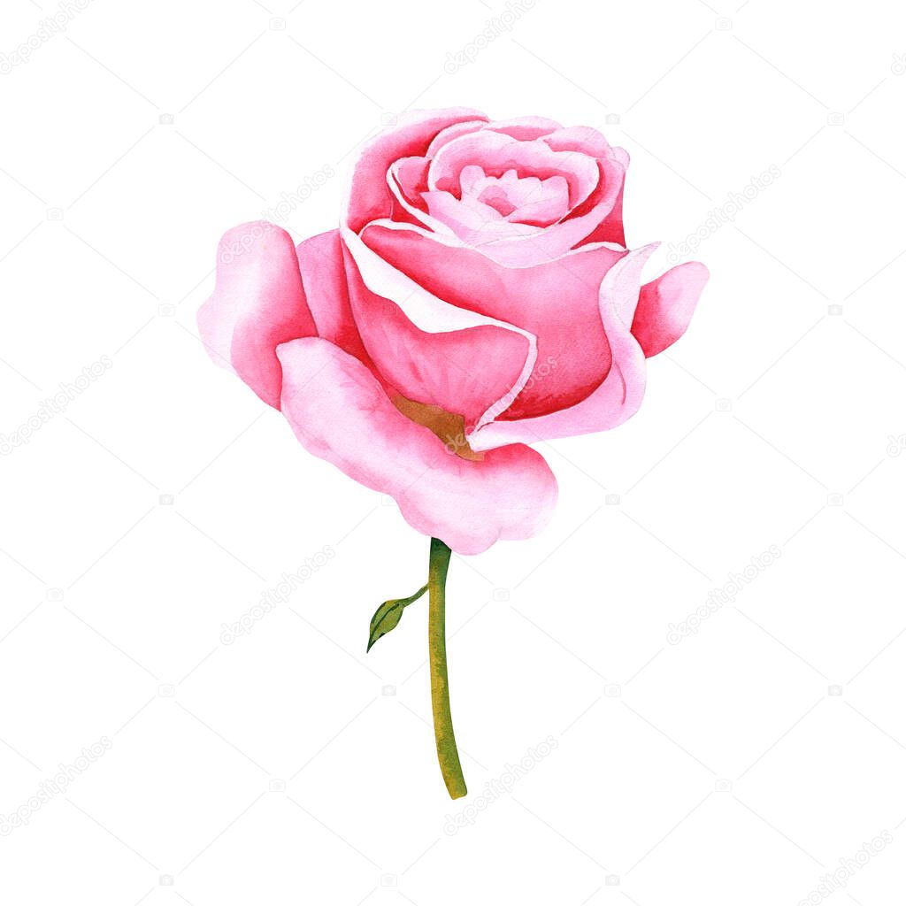 Watercolor botanical flower. Garden pink rose. Realistic illustration. Hand drawn in botanical style. Image for your design.