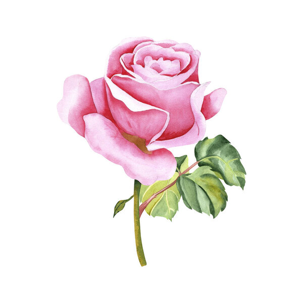 Watercolor botanical flower with leaves. Luxurious garden pink rose. Realistic illustration. Hand drawn in botanical style. Image for your design.