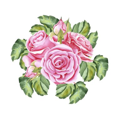 Yapraklı suluboya botanik buketi. Lüks bahçe buketi pembe güller. Gerçekçi illüstrasyon. El, botanik tarzında çizilmiş. Tasarımın için resim.