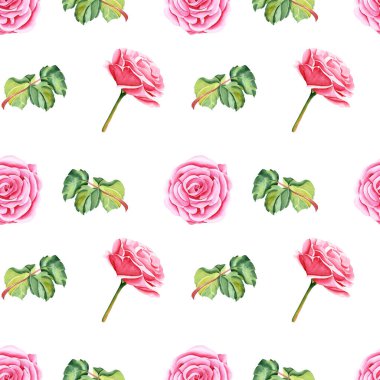 Botanik çiçeklerin suluboya desenleri ve izole edilmiş arka planda yapraklar. Bahçe pembe gülü. Gerçekçi illüstrasyon. El, botanik tarzında çizilmiş. Tasarımın için resim.