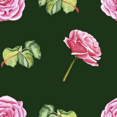 Botanik çiçeklerin suluboya desenleri ve renkli arka planda yapraklar. Bahçe pembe gülü. Gerçekçi illüstrasyon. El, botanik tarzında çizilmiş. Tasarımın için resim.