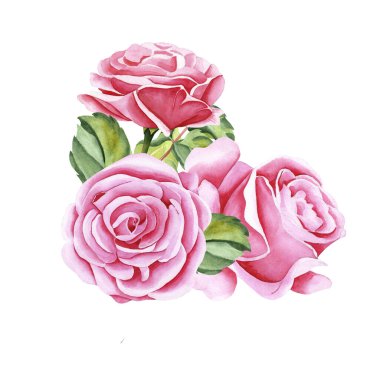 Suluboya güller. Gül çiçeklerinin, sapların, yaprakların ve tomurcukların izole edilmiş görüntüsü. Çizim, izole bir arkaplanda elle suluboya tekniğiyle yapılır. Tasarımın için illüstrasyon.