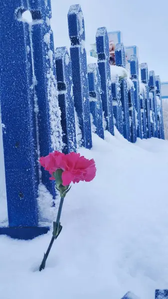 Frozen single flower in winter