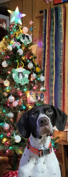dog and a christmas tree