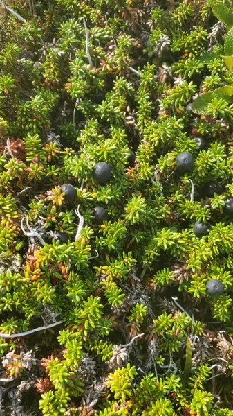 Alaska tundrasında böğürtlen yakın çekim