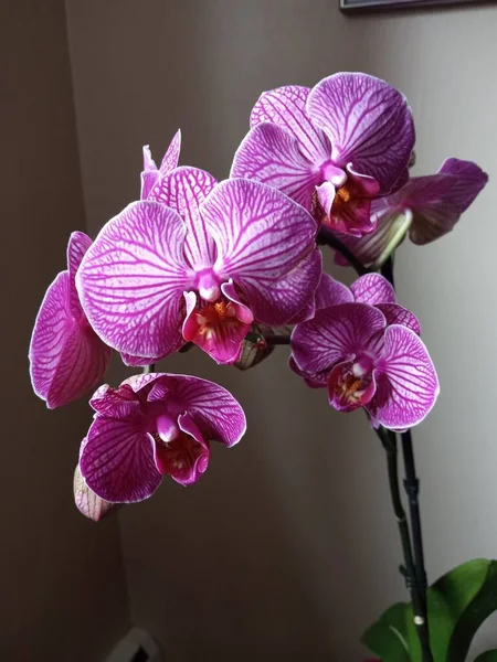 Güzel orkide çiçekleri