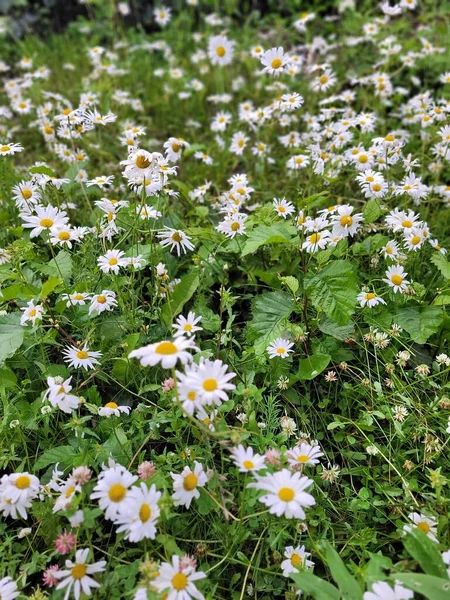 Bahçedeki güzel çiçekler