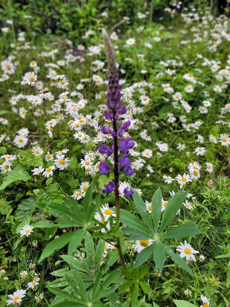 Bahçedeki güzel çiçekler
