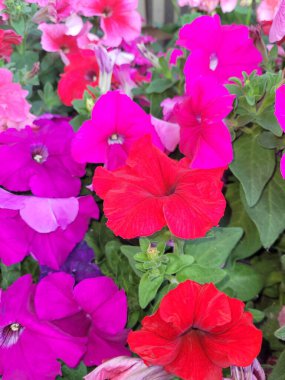 Bahçedeki güzel çiçekler