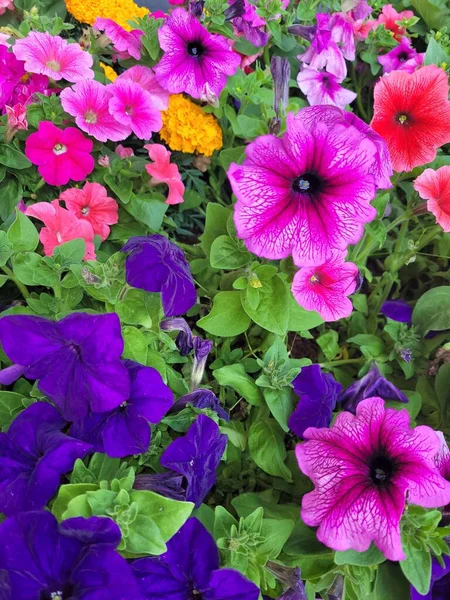 Bahçedeki güzel çiçekler