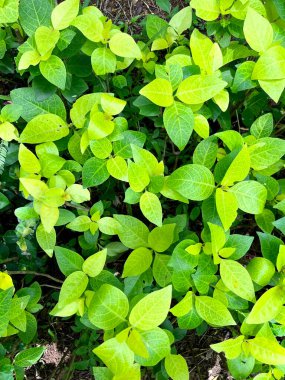 Pseuderanthemum plant blooming on a sunny summer morning.