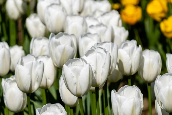 Białe Kwiaty Tulipan Pod Wiosennym Słońcem — Zdjęcie stockowe