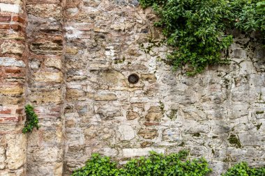 Arkaplan veya doku olarak sarmaşık yeşili bitkilerin olduğu antik taş duvar