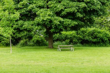 Toronto Ontario 'daki yeşil şehir parkındaki patika - dinlenmek için ağaçlı yeşil çayır