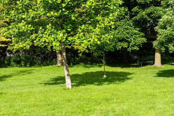 Toronto Ontario 'daki yeşil şehir parkındaki patika - dinlenmek için ağaçlı yeşil çayır