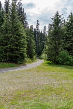 Yaz günü ağaçlar arasındaki dar yolda kozalaklı bir orman.