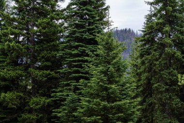 Orman yaz manzarası. Vadideki sık orman ağaçları yaz havasında.