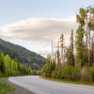 Yaz boyunca yeşil ormanların arasında karlı dağlarla kaplı asfalt yol.