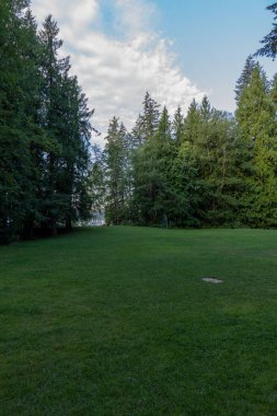 Parlak yaz gününde çayır manzarası ve taze yeşil orman