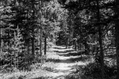 Kanada parkında siyah beyaz yaz ormanı çam ağaçları güneşli bir günde