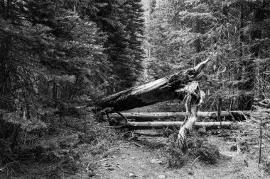 Siyah ve beyaz orman yolu devrilmiş ağaç yolu yolu kapatmış.
