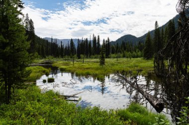 Güzel, dingin gölet parkı yaz günü Bulutlu mavi gökyüzü