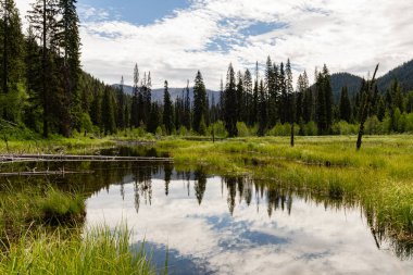 Güzel, dingin gölet parkı yaz günü Bulutlu mavi gökyüzü