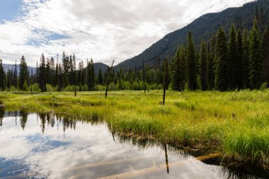 Güzel, dingin gölet parkı yaz günü Bulutlu mavi gökyüzü
