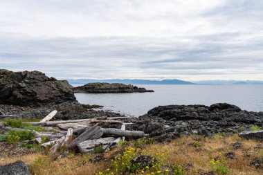 Neck Point Parkı Finn Sahili. Georgia Boğazı 'nda dalış dersleri için popüler Nanaimo mekanı.
