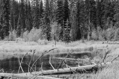 Siyah ve beyaz ekosistem ve sulak arazi - doğal bir parkta bitkilerle çevrili bir gölet oluşturma