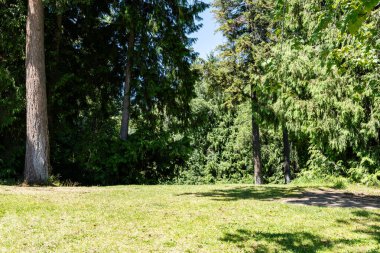 Parlak yaz gününde çayır manzarası ve taze yeşil orman