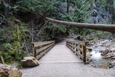 Margaret Falls, Shuswap Gölü 'nün yakınındaki dağ akıntısı ile döngü halinde. İngiliz Kolombiyası manzaralı yürüyüş yolu.