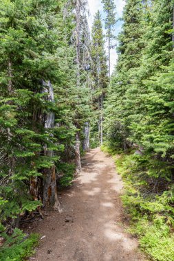 Yaz manzarası Kanada parkındaki çam ağaçları güneşli bir günde
