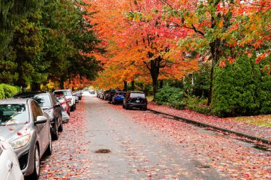 VANCOUVER, BC, CANADA - 10 Ekim 2024: Sürdürülebilir şehir otomobilleri ve ağaçlarında güz ağaçları olan şehir caddesi