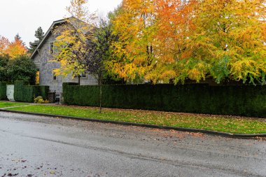 VANCOUVER, BC, CANADA - 10 Ekim 2024: Sürdürülebilir şehir evi ve ağaçlarında güz ağaçları olan şehir caddesi