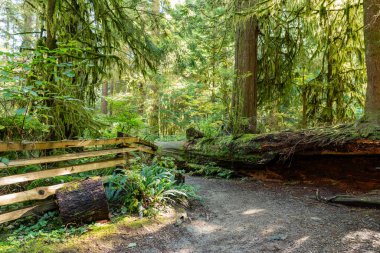 Ekim ayında batı Kanada 'da tropik ağaçlar ve yosun ormanı