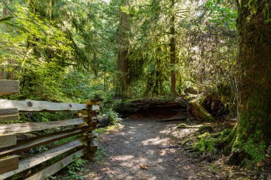Ekim ayında batı Kanada 'da tropik ağaçlar ve yosun ormanı