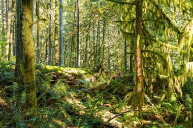 Ekim ayında batı Kanada 'da tropik ağaçlar ve yosun ormanı