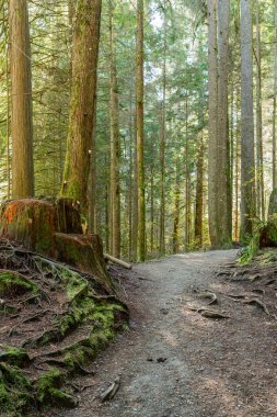 Ekim ayında batı Kanada 'da tropik ağaçlar ve yosun ormanı