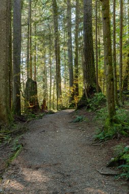 Ekim ayında batı Kanada 'da tropik ağaçlar ve yosun ormanı