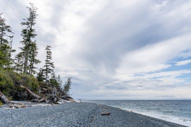 Malcolm Adası kıyıları, yaşlı ağaç kütükleri, güzel okyanus suları, mavi gökyüzünde bulutlar.