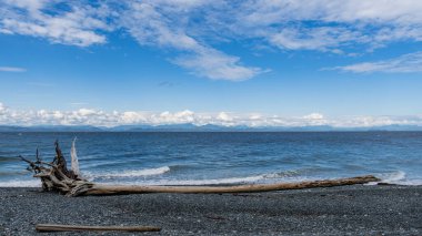 Malcolm Adası kıyıları, büyük ağaç kütükleri, okyanusun güzel suları, mavi gökyüzünde bulutlar.