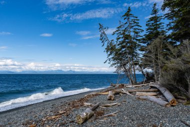 Malcolm Adası kıyıları, yaşlı ağaç kütükleri, güzel okyanus suları, mavi gökyüzünde bulutlar.