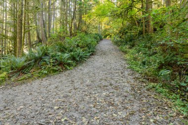 Ekim ayında batı Kanada 'da tropik ağaçlar ve yosun ormanı